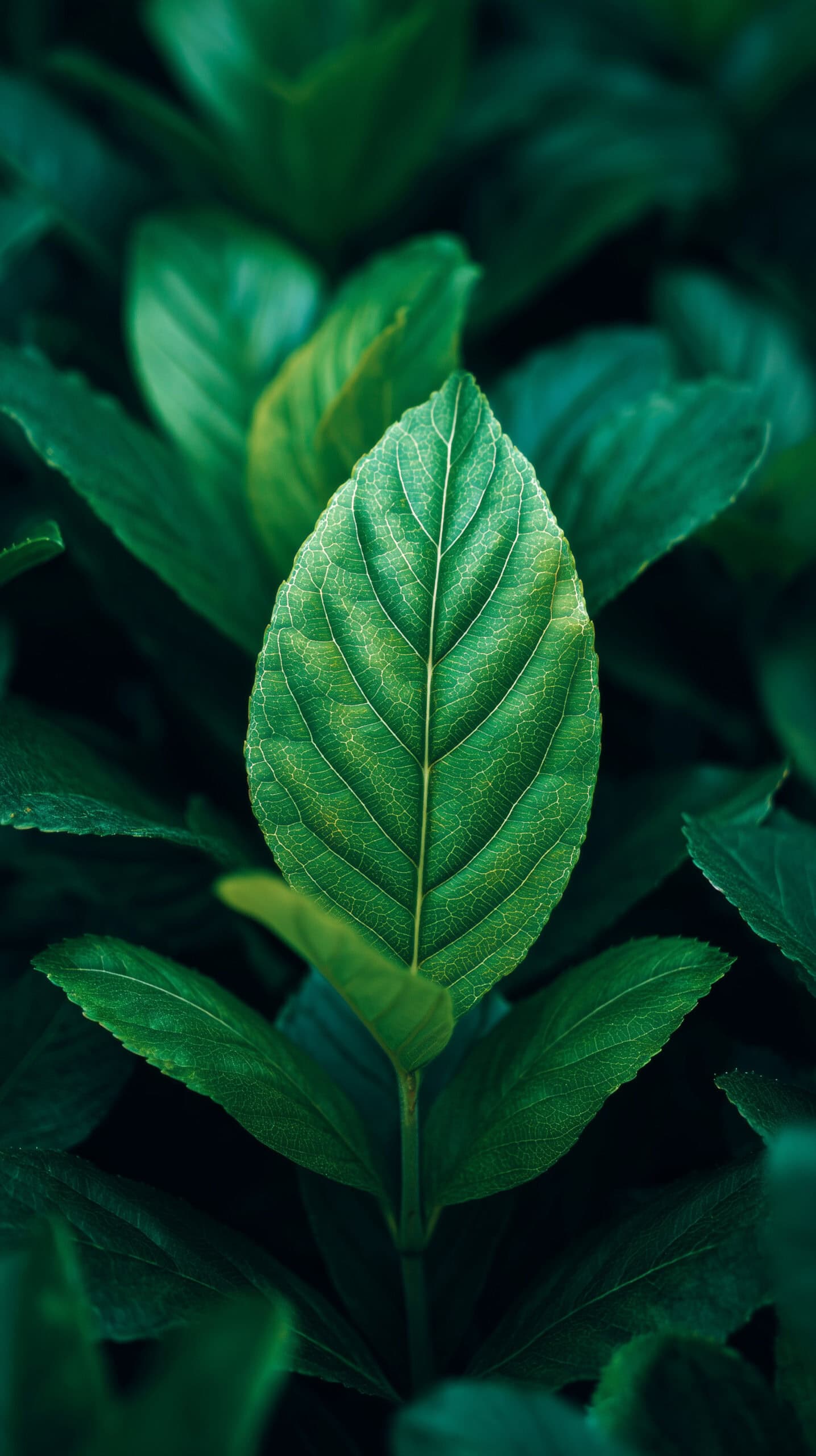 Kratom scaled